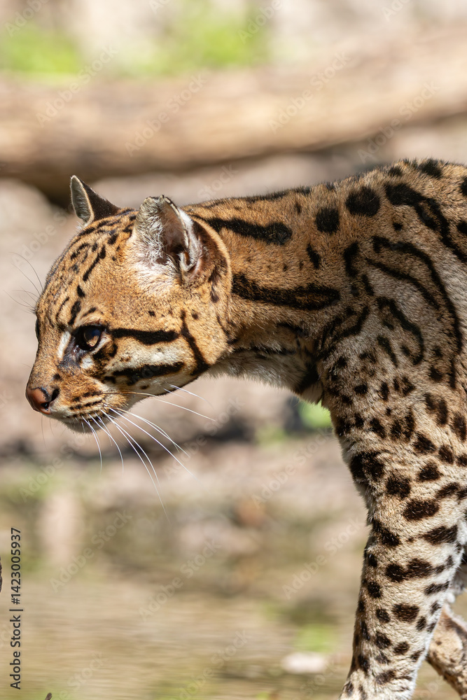Beautiful wild cat: Ocelot head in profile. Focus on face details & striking pattern.