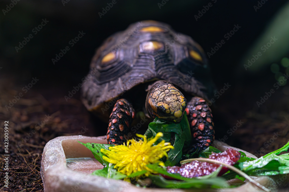 Wildlife (captive): Tortoise eating from a bowl. Shows head and front legs with meal.