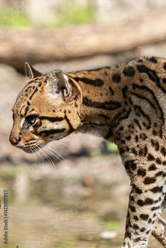 Beautiful wild cat: Ocelot head in profile. Focus on face details & striking pattern.