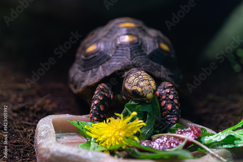 Obraz na płótnie Wildlife (captive): Tortoise eating from a bowl. Shows head and front legs with meal. w salonie