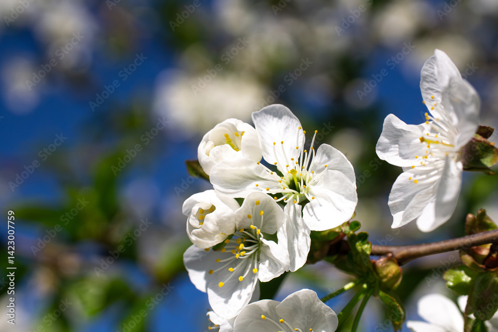 A branch of a lushly blooming cherry tree on a sunny day. A branch of a lushly blooming cherry tree on a sunny day.