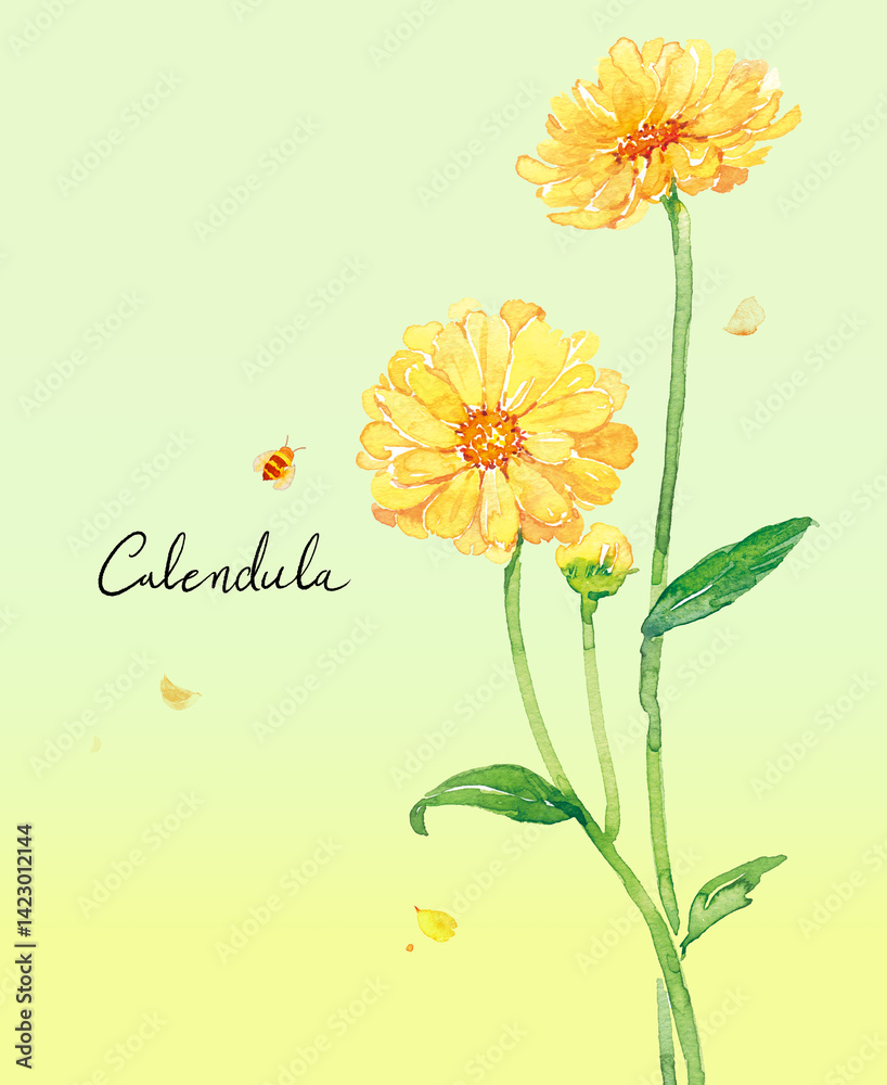 Naklejka premium 카렌듈라 수채화 