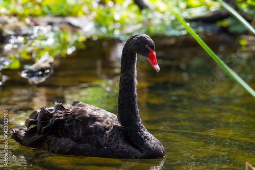 The black swan in the lake (Cygnus atratus) is a large waterbird, a species of swan which breeds mainly in the southeast and southwest regions of Australia.