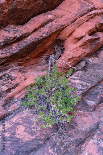 Photography root wedging / mechanical or physical weather