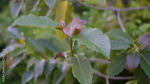 Close-up view of mitragyna speciosa or Kratom leaf,  Kratom leaves growing in the plantation