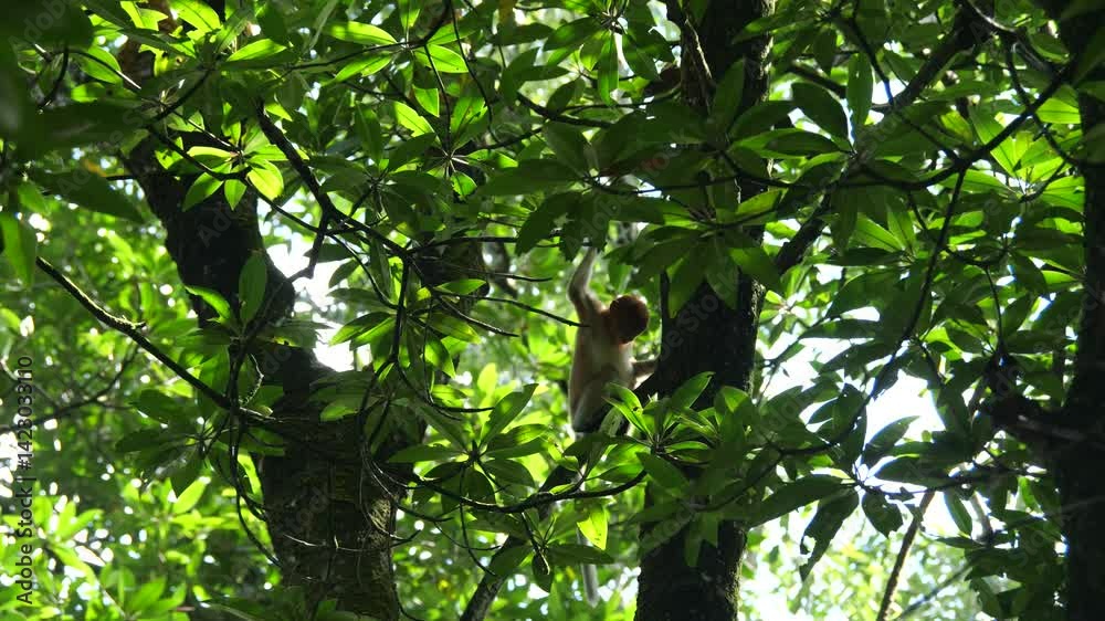 Young Proboscis Monkey climbing up on mangrove the tree in Tarakan, Indonesia. Young Proboscis Monkey climbing up on mangrove the tree in Tarakan, Indonesia.