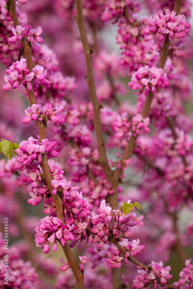 Wiosenny krzew - Judaszowiec ( Cercis )