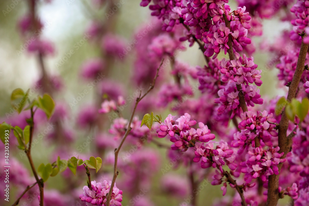 Wiosenny krzew - Judaszowiec ( Cercis )