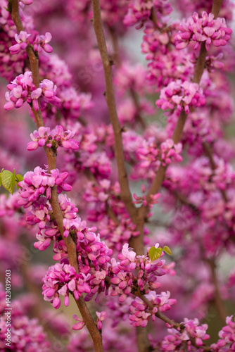 Obraz na płótnie Wiosenny krzew - Judaszowiec ( Cercis ) w salonie