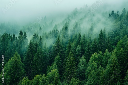 Forest with Fog