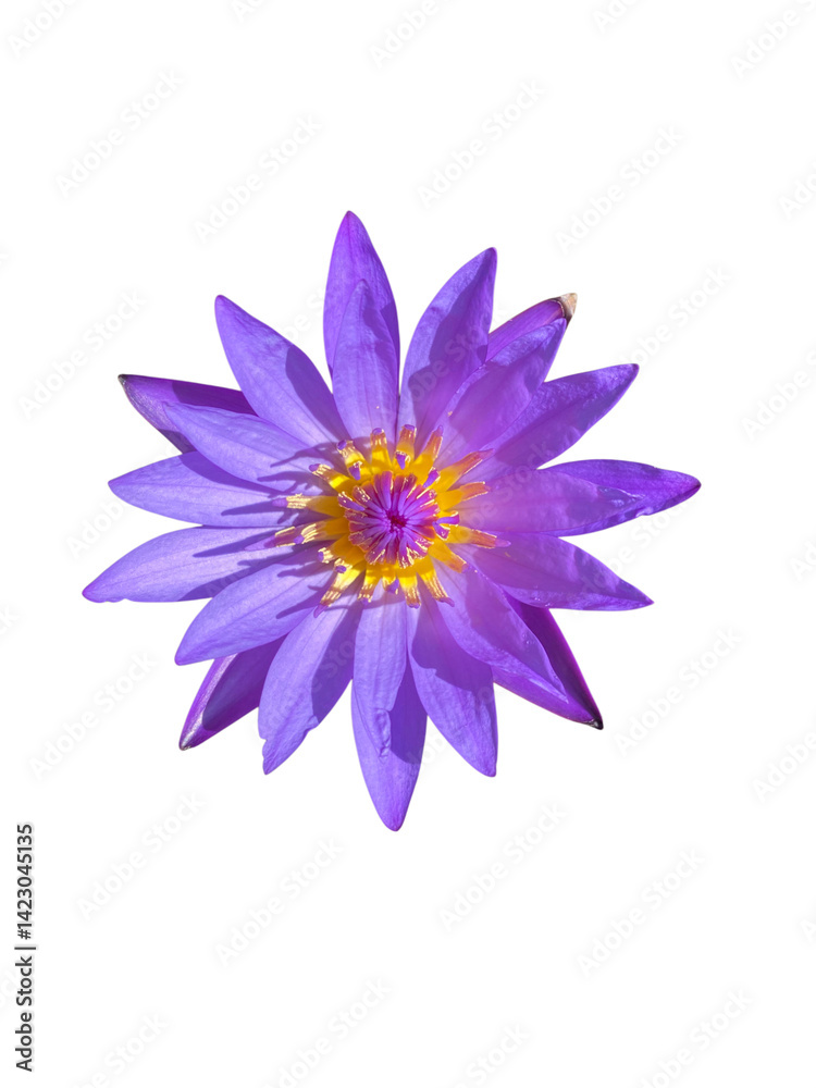 Fototapeta premium vibrant purple water lily with delicate petals and bright yellow center, showcasing its natural beauty and elegance. This flower symbolizes tranquility and serenity in nature
