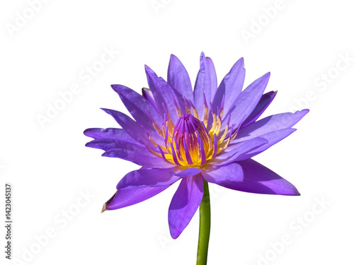 beautiful purple water lily with vibrant yellow stamens, showcasing its delicate petals against transparency background, evoking sense of tranquility and elegance