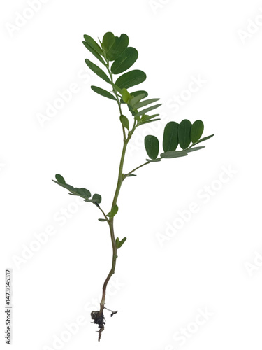 green plant branch with small, oval shaped leaves, showcasing fresh and vibrant appearance. stem is slender and supports multiple leaflets, indicating healthy growth