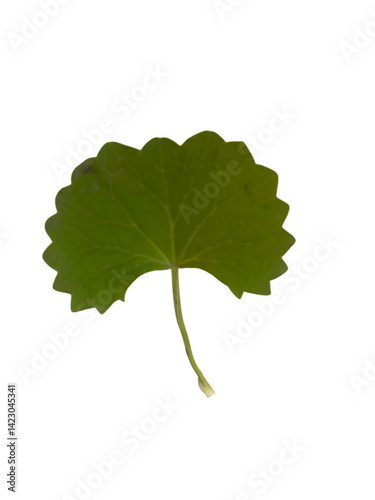 vibrant green leaf with unique scalloped edge, showcasing its natural beauty and intricate details. This leaf symbolizes freshness and essence of nature, perfect for various creative projects