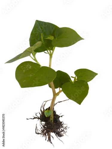 small green plant with heart shaped leaves and visible roots, symbolizing growth and nature. plant stands upright, showcasing its vibrant foliage and healthy appearance