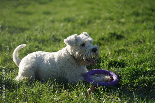 White Zwergschnauzer dog laying on the grass with puller toy, happy, smiling, natural light, blurred background 