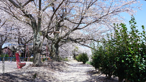 蒼社川沿いの桜