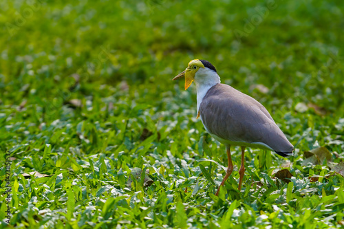 Gulls, or colloquially seagulls, are seabirds of the subfamily Larinae. They are most closely related to terns and skimmers, distantly related to auks, and even more distantly related to waders. photo