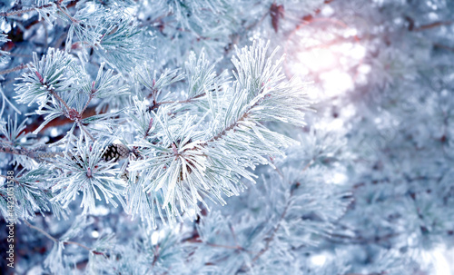 Horizontal Christmas background with branch of pine, covered with frost. Holiday xmas banner with frozen branches of fir tree. Photo toned in blue color