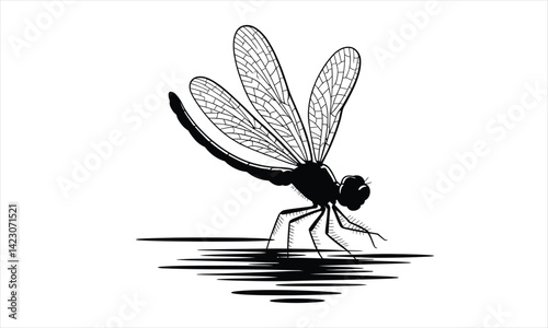  Dragonfly Silhouette Water Reflection