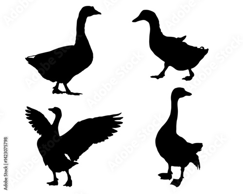 Silhouette of duck