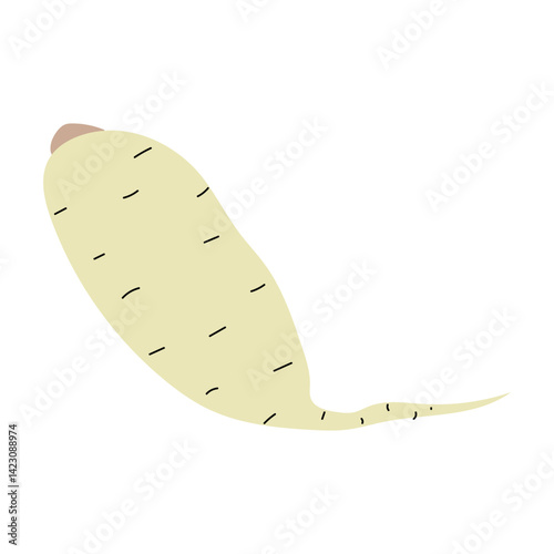 White daikon radish vegetable, fresh white radishes cartoon icon, daikon radishes clipart image, flat design vector illustration