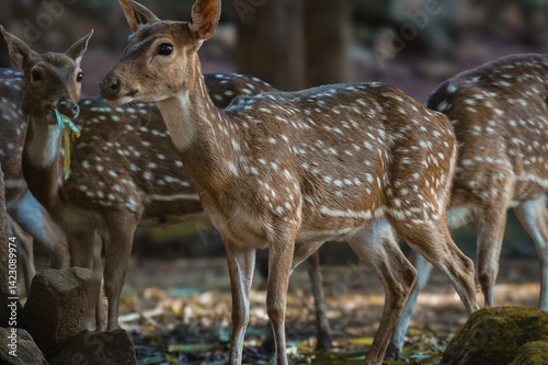 Obraz na plátně The chital or cheetal (Axis axis), also called spotted deer, chital deer and axis deer, is a deer species native to the Indian subcontinent