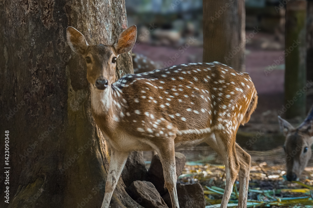 Obraz premium The chital or cheetal (Axis axis), also called spotted deer, chital deer and axis deer, is a deer species native to the Indian subcontinent. 