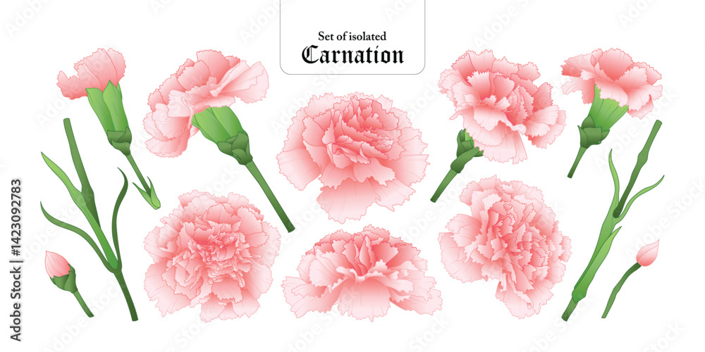 Set of isolated carnation. Cute flower illustration in hand drawn style. Vivid pastel pink color tone on a white background.