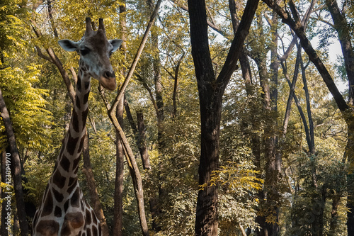 The giraffe is a large African hoofed mammal belonging to the genus Giraffa. It is the tallest living terrestrial animal and the largest ruminant on Earth. 