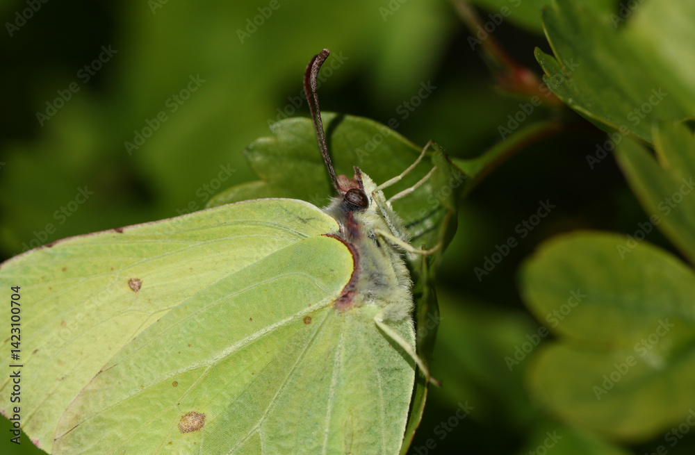 A headshot of a Brimstone Butterfly, Gonepteryx rhamni, resting on a Hawthorn tree leaf.