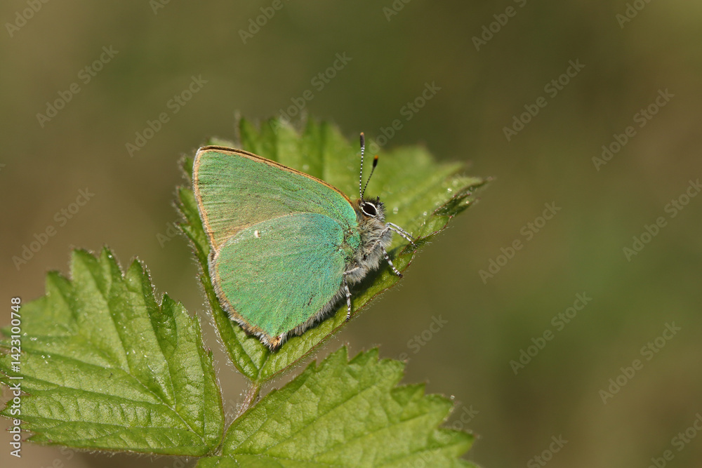 A newly emerged Green Hairstreak Butterfly, Callophrys rubi, resting on a leaf.