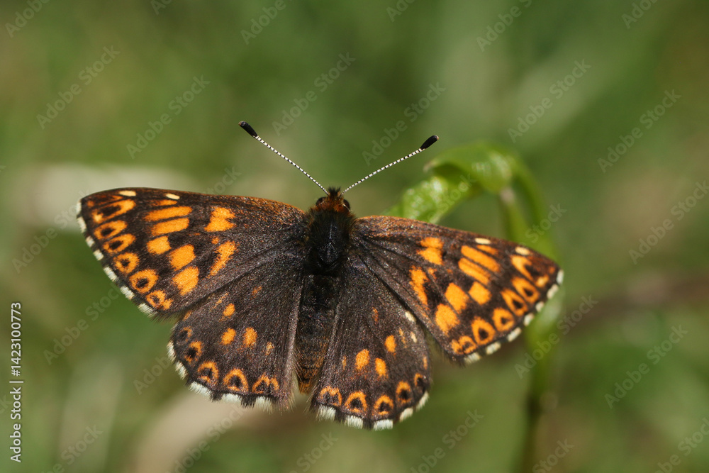 A newly emerged rare Duke of Burgundy Butterfly, Aricia agestis, resting on a plant.