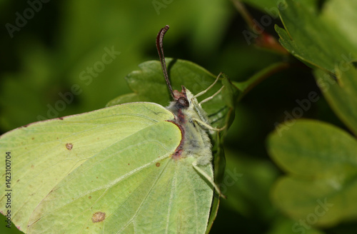 Obraz na płótnie A headshot of a Brimstone Butterfly, Gonepteryx rhamni, resting on a Hawthorn tree leaf. w salonie