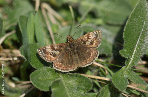 A pretty Dingy Skipper Butterfly, Erynnis tages, resting on a plant.