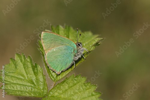 Obraz na płótnie A newly emerged Green Hairstreak Butterfly, Callophrys rubi, resting on a leaf. w salonie