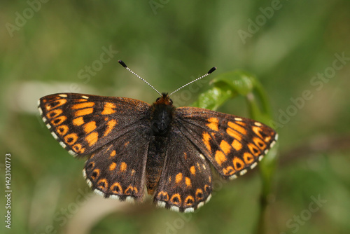 Obraz na płótnie A newly emerged rare Duke of Burgundy Butterfly, Aricia agestis, resting on a plant. w salonie