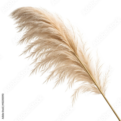 High resolution PNG of pampas grass plume with beige feathery fronds