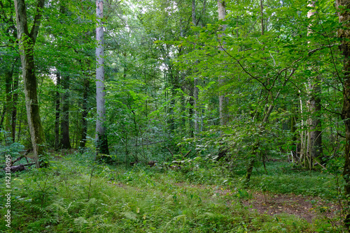Late summer rich deciduous stand with old trees and lush foliage