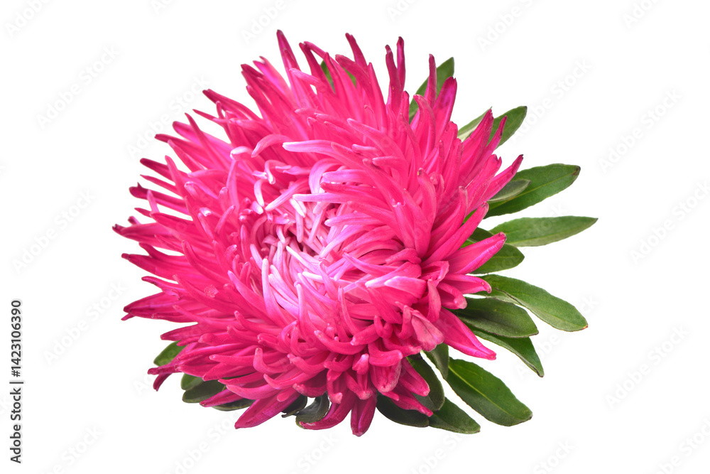 Pink dahlia isolated on white