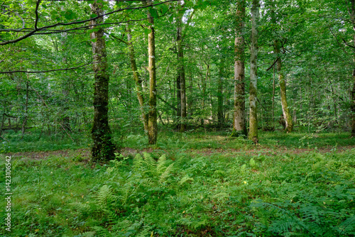 Obraz na płótnie Late summer rich deciduous stand with old trees and lush foliage w salonie