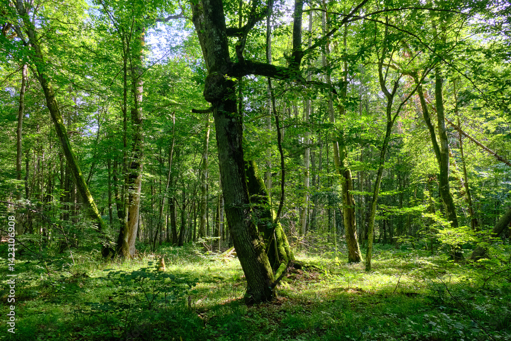 Late summer rich deciduous stand with old trees and lush foliage