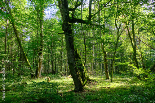 Obraz na płótnie Late summer rich deciduous stand with old trees and lush foliage w salonie