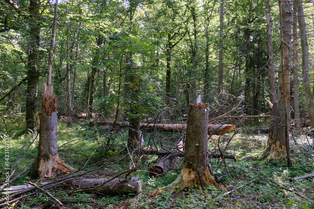 Late summer rich deciduous stand with old trees and lush foliage