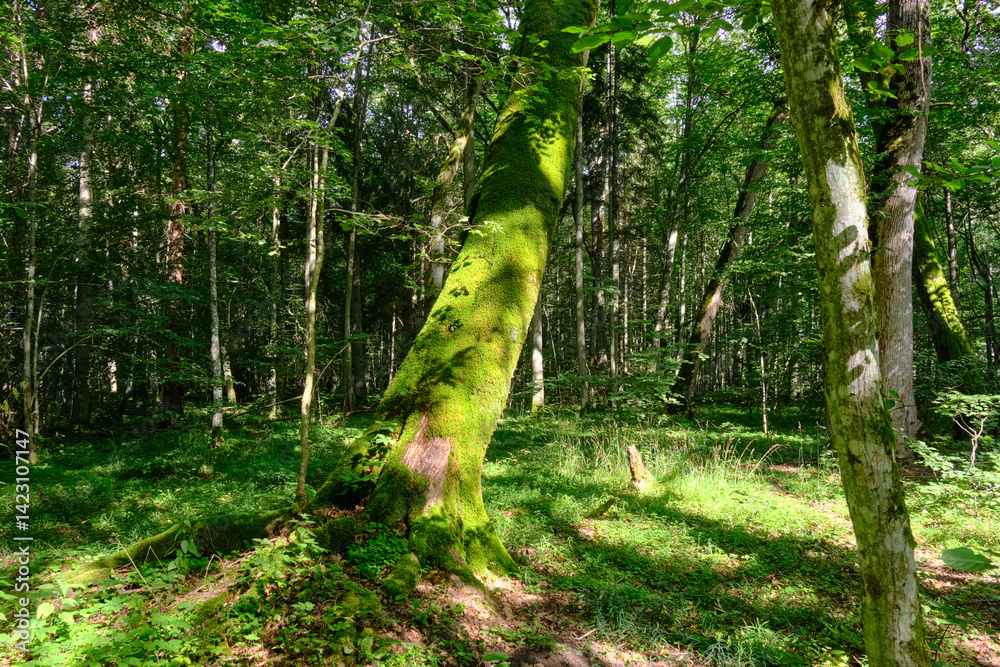 Late summer rich deciduous stand with old trees and lush foliage