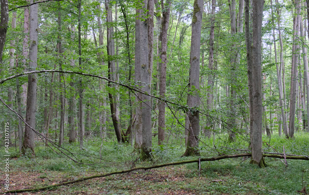 Late summer rich deciduous stand with old trees and lush foliage