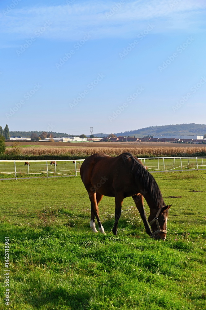 Obraz premium A beautiful horse is grazing on a green meadow on a sunny day. Concept for animals and nature.
