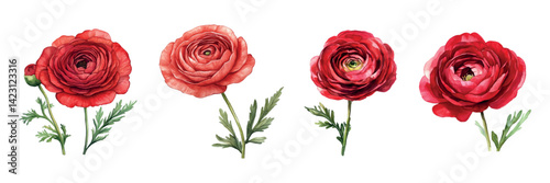 Watercolor set of red ranunculus. Red ranunculus flowers with green stem and leaves on transparent background. Watercolor red flowers. Vector illustration.