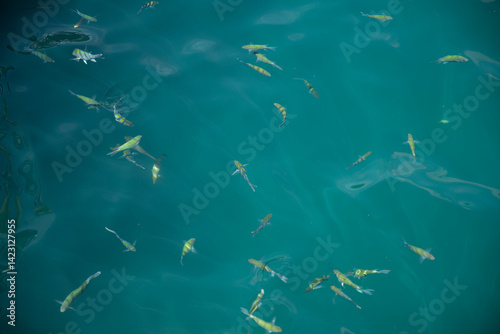School of Fish in Turquoise Water