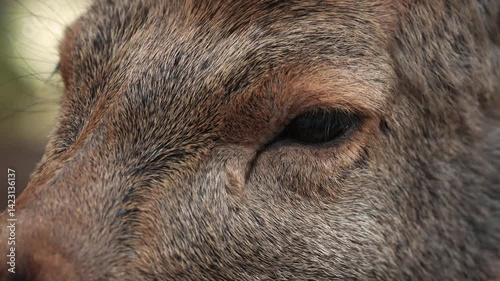Wallpaper Mural Slow motion close-up of a deer in Nara Park, Japan, patiently waiting for crackers with a soft blurry spring background. Torontodigital.ca